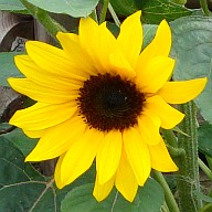 Sonnenblume